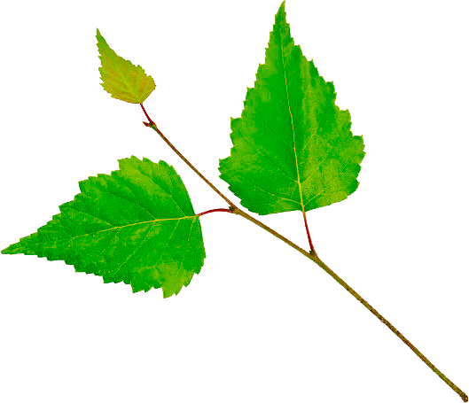 Vetvicka